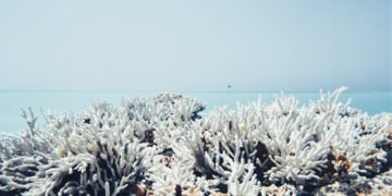 Arrecifes de coral blanqueados bajo el agua por el calentamiento oceánico.