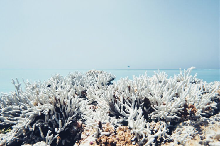 Arrecifes de coral blanqueados bajo el agua por el calentamiento oceánico.