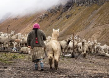 Pastor con rebaño de cabras en paisaje de montaña andina, representando la trashumancia en Mendoza.