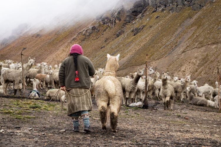 Pastor con rebaño de cabras en paisaje de montaña andina, representando la trashumancia en Mendoza.