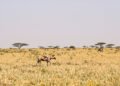 Perros salvajes africanos en la sabana, especie en peligro que realiza largas migraciones en busca de territorio.