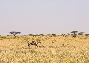 Perros salvajes africanos en la sabana, especie en peligro que realiza largas migraciones en busca de territorio.