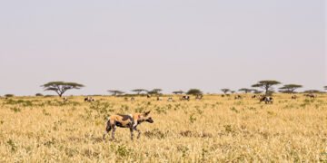 Perros salvajes africanos en la sabana, especie en peligro que realiza largas migraciones en busca de territorio.