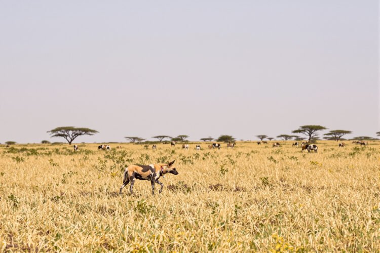 Perros salvajes africanos en la sabana, especie en peligro que realiza largas migraciones en busca de territorio.