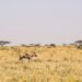 Perros salvajes africanos en la sabana, especie en peligro que realiza largas migraciones en busca de territorio.