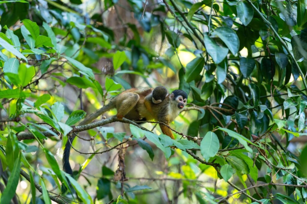 Mono araña trepando árboles en la selva amazónica, una de las especies de primates más amenazadas por el tráfico ilegal en La