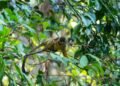 Mono araña trepando árboles en la selva amazónica, una de las especies de primates más amenazadas por el tráfico ilegal en La