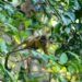Mono araña trepando árboles en la selva amazónica, una de las especies de primates más amenazadas por el tráfico ilegal en La