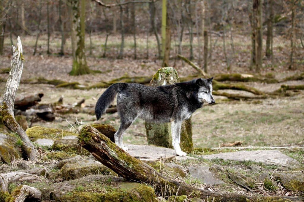Lobo gris en su hábitat natural, especie cuya protección federal Trump ordenó revisar.