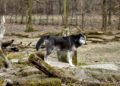 Lobo gris en su hábitat natural, especie cuya protección federal Trump ordenó revisar.