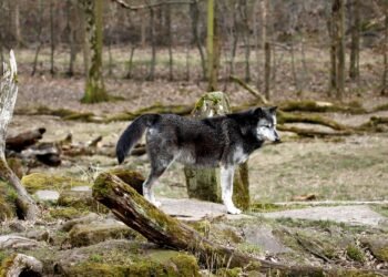 Lobo gris en su hábitat natural, especie cuya protección federal Trump ordenó revisar.