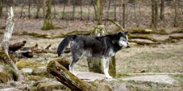 Lobo gris en su hábitat natural, especie cuya protección federal Trump ordenó revisar.