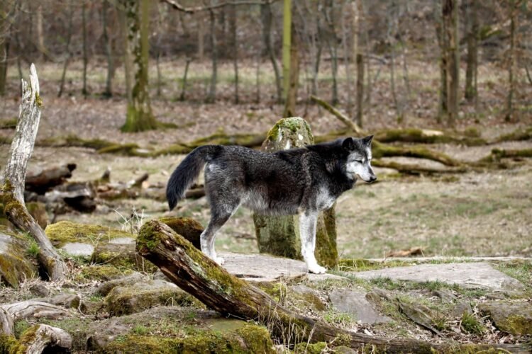 Lobo gris en su hábitat natural, especie cuya protección federal Trump ordenó revisar.