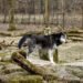 Lobo gris en su hábitat natural, especie cuya protección federal Trump ordenó revisar.