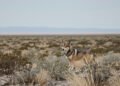 Lobo mexicano en estado salvaje, una de las especies que perdería protección federal en Estados Unidos.
