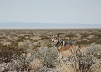 Lobo mexicano en estado salvaje, una de las especies que perdería protección federal en Estados Unidos.