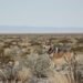 Lobo mexicano en estado salvaje, una de las especies que perdería protección federal en Estados Unidos.