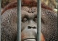 Orangután en instalación de cautiverio, representando el debate sobre la conservación ex situ de fauna exótica.
