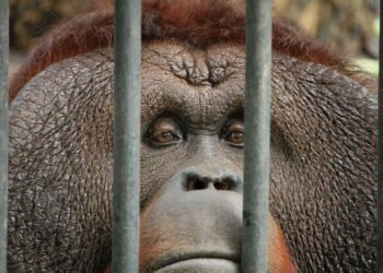 Orangután en instalación de cautiverio, representando el debate sobre la conservación ex situ de fauna exótica.