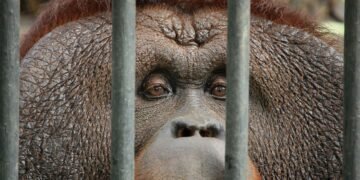 Orangután en instalación de cautiverio, representando el debate sobre la conservación ex situ de fauna exótica.