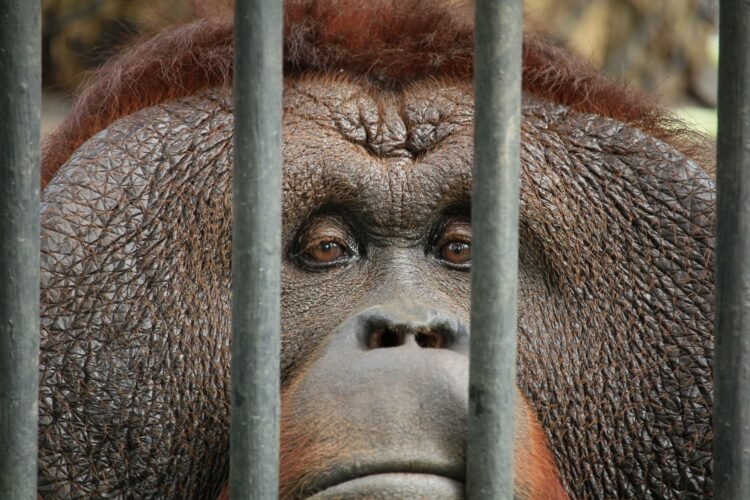 Orangután en instalación de cautiverio, representando el debate sobre la conservación ex situ de fauna exótica.