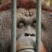 Orangután en instalación de cautiverio, representando el debate sobre la conservación ex situ de fauna exótica.