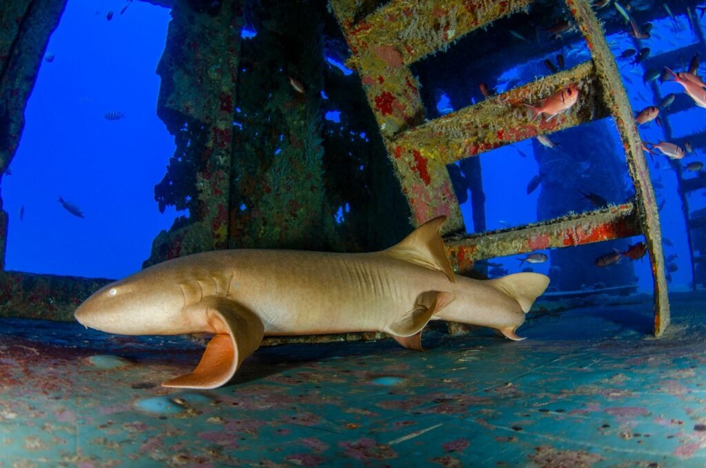 Tiburón nodriza nadando en aguas del Pacífico costarricense cerca del lecho marino.
