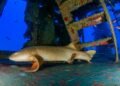 Tiburón nodriza nadando en aguas del Pacífico costarricense cerca del lecho marino.