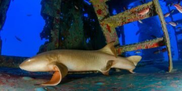 Tiburón nodriza nadando en aguas del Pacífico costarricense cerca del lecho marino.