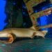 Tiburón nodriza nadando en aguas del Pacífico costarricense cerca del lecho marino.