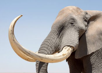 Colmillos de elefante confiscados en operativo contra el tráfico de fauna silvestre en Vietnam.