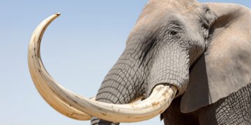 Colmillos de elefante confiscados en operativo contra el tráfico de fauna silvestre en Vietnam.