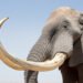 Colmillos de elefante confiscados en operativo contra el tráfico de fauna silvestre en Vietnam.