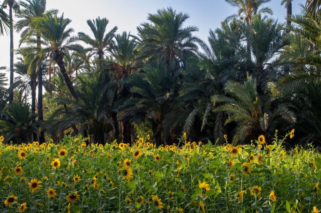 Campo de girasol en la llanura pampeana argentina bajo cielo despejado.