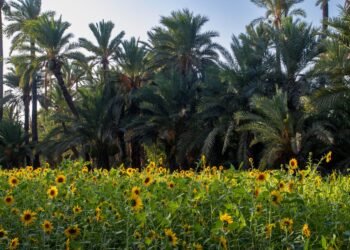 Campo de girasol en la llanura pampeana argentina bajo cielo despejado.