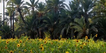 Campo de girasol en la llanura pampeana argentina bajo cielo despejado.