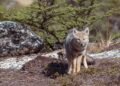 Zorro gris en su hábitat natural del bosque costero bonaerense.