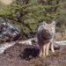 Zorro gris en su hábitat natural del bosque costero bonaerense.