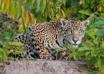 Argentina debe acelerar los compromisos de biodiversidad hacia 2030, según FARN