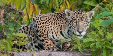 Argentina debe acelerar los compromisos de biodiversidad hacia 2030, según FARN