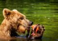 Oso pardo pescando salmones en un río de Alaska durante la temporada de preparación para la hibernación.