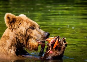 Oso pardo pescando salmones en un río de Alaska durante la temporada de preparación para la hibernación.
