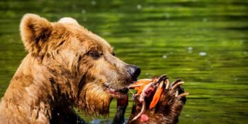 Oso pardo pescando salmones en un río de Alaska durante la temporada de preparación para la hibernación.