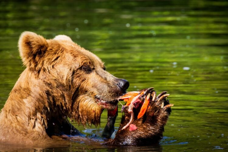 Oso pardo pescando salmones en un río de Alaska durante la temporada de preparación para la hibernación.