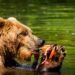Oso pardo pescando salmones en un río de Alaska durante la temporada de preparación para la hibernación.