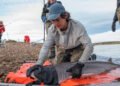 Chubut consolida la investigación sobre el tiburón gatopardo en Patagonia Azul y confirma el valor del área para la especie a lo largo del año