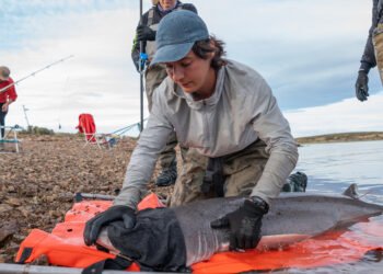 Chubut consolida la investigación sobre el tiburón gatopardo en Patagonia Azul y confirma el valor del área para la especie a lo largo del año