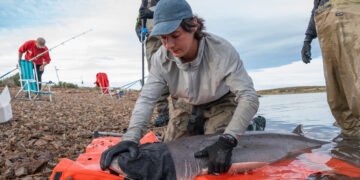 Chubut consolida la investigación sobre el tiburón gatopardo en Patagonia Azul y confirma el valor del área para la especie a lo largo del año