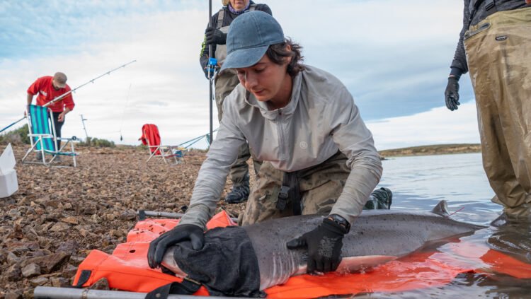 Chubut consolida la investigación sobre el tiburón gatopardo en Patagonia Azul y confirma el valor del área para la especie a lo largo del año
