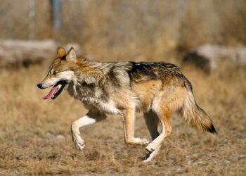 Coexistencia = esperanza: la extinción de una especie no debería ser una solución